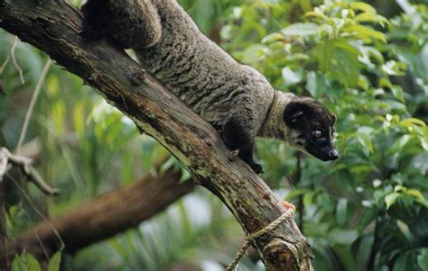 Resultado de imagen para viverridae Arctogalidia Asian Palm Civet ...