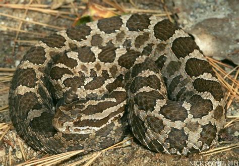 Eastern Massasauga Rattlesnake | Flickr - Photo Sharing!