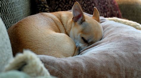 Sleeping Chihuahua Free Stock Photo - Public Domain Pictures