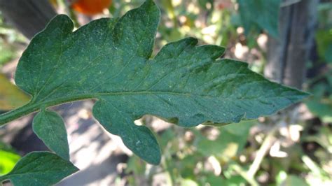 identification - Is this a tomato plant? - Gardening & Landscaping ...