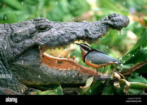 Plover bird crocodile teeth hi-res stock photography and images - Alamy