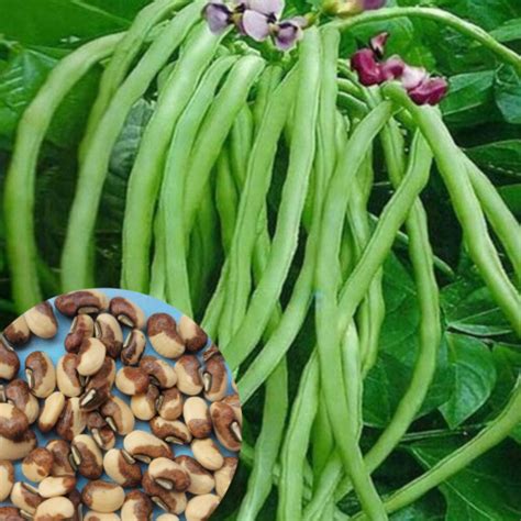 Buy Cowpea Seeds online in India