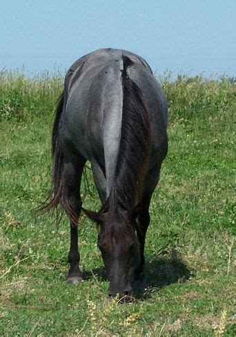 BLUE ROAN HORSE COLOR: Genetics, descriptions, photos | Blue roan horse, Horses, Horse coloring