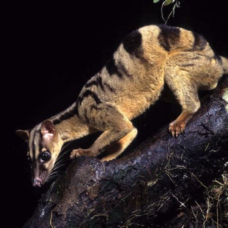 Wildlife of RER: Banded Palm Civet