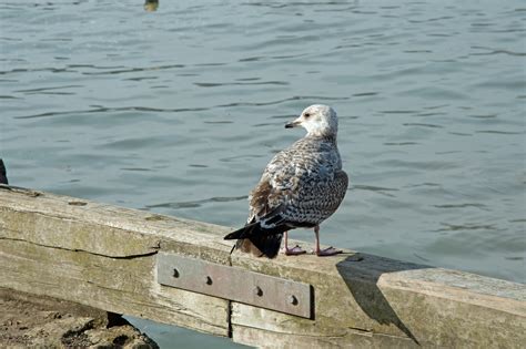 Lyme Regis Front Beach - Photo "Gull, Lyme Regis" :: British Beaches