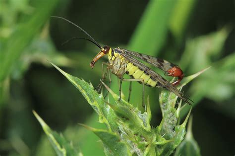 Scorpion Fly – wildlifemacro