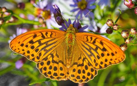 Great Spangled Fritillary Butterfly: Identification, Life Cycle, and ...