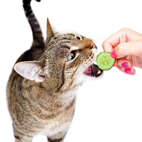 Is Cucumber Toxic For Cats?