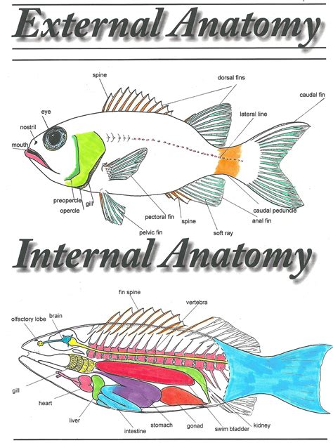 Fish biology coloring sheets | Marine biology, Fish anatomy, Biology