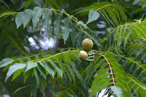 11 Species of Walnut Trees for North American Landscapes