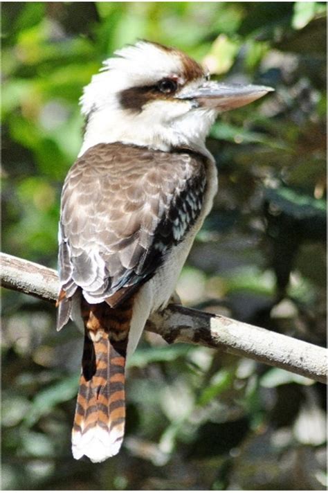 KINGFISHERS: A LARGE AND DIVERSE FAMILY