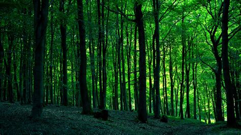 Download Greenery Nature Forest HD Wallpaper