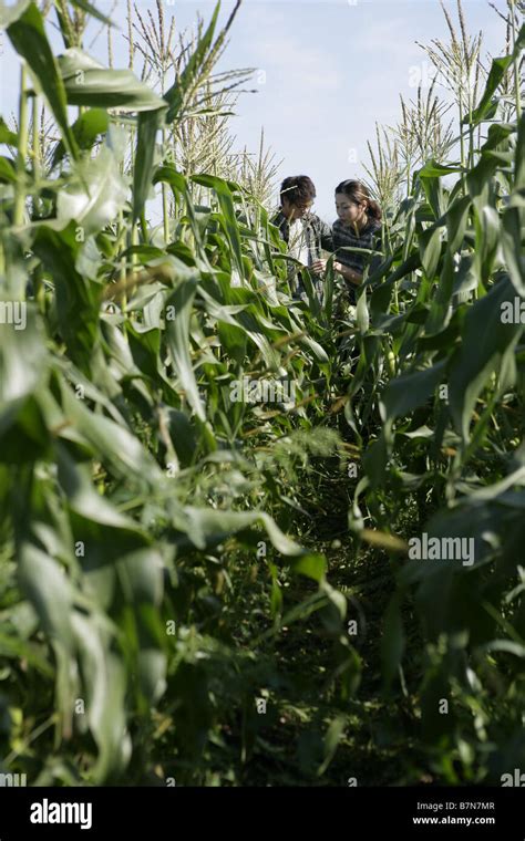 Sweet corn harvest Stock Photo - Alamy