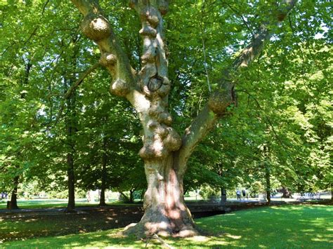 Common Problems With Sycamore Trees: Learn About Sycamore Tree Pests And Disease | Gardening ...