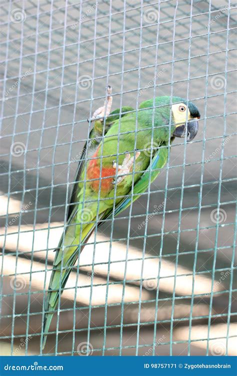 Green Parrot in a Cage stock image. Image of exotic, color - 98757171