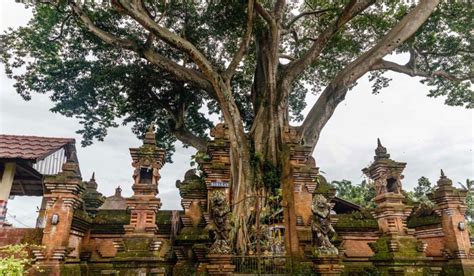 Ceiba Pentandra growth, facts, uses and care tips