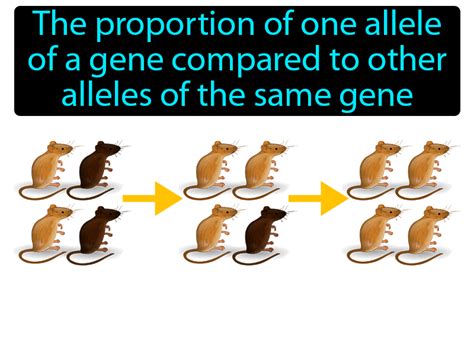 Allele Frequency Definition & Image | GameSmartz