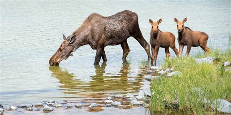 Stoney Nakoda Resort & Casino | Travelzoo