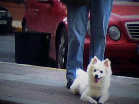 Japanese Spitz | GreatDogSite