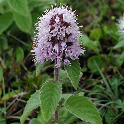 British Wild Plant: Mentha aquatica Water Mint