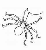 Cute Spider Coloring Page sketch template