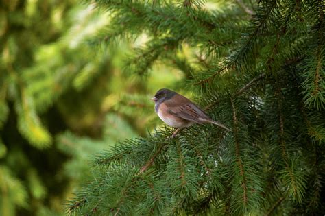North America Has Lost More Than 1 in 4 Birds in Last 50 Years, New Study Says | Great backyard ...