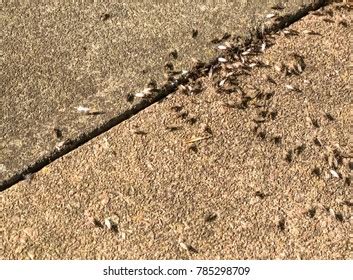 Flying Ants Nest On Sidewalk Stock Photo 785298709 | Shutterstock