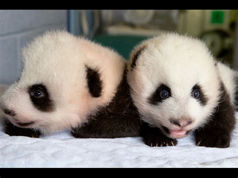 The baby pandas in the Atlanta Zoo. Atlanta Zoo, Baby Pandas, Panda Babies, Giant Pandas, Cute ...