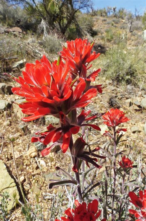 PlantFiles Pictures: Castilleja Species, Desert Paintbrush, Showy Northwestern Indian Paintbrush ...