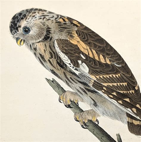 Audubon Octavo Print – Little Night-Owl - Plate 29, 1st Edition ...