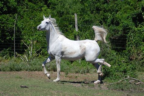 What is Stringhalt in Horses? Discover the Causes, Symptoms, and Treatment Options.