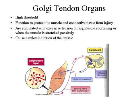 image of golgi tendon organ - Google Search | Sensory nerves, Muscles massage, Nursing study