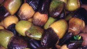 Bhilawa/Bhallataka (Semecarpus anacardium): Benefits & Uses - Anantam Ayurveda