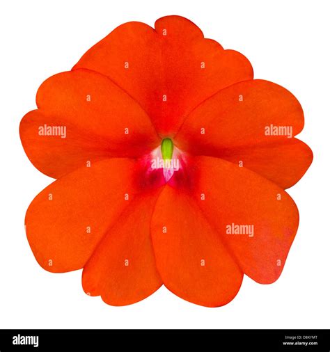 Larg flower Cut Out Stock Images & Pictures - Alamy