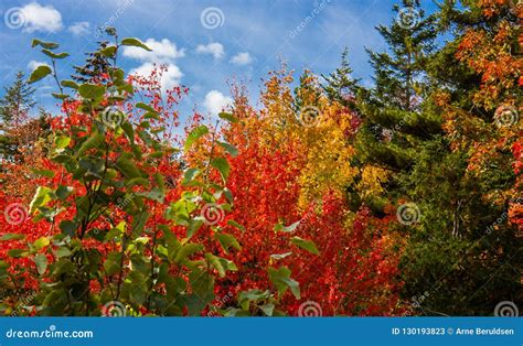 Fall Colors in Acadia National Park Stock Image - Image of plants ...