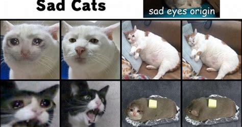 Sad Cat Meme Origin | Images and Photos finder