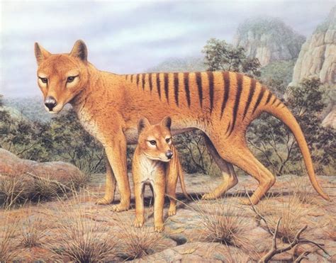 Thylacine Painting - Thylacine Photo (8162857) - Fanpop