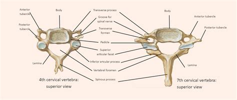 Cervical Vertebrae Labeled | EdrawMax Template