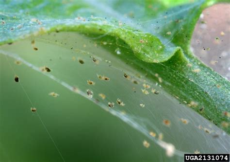 Spider Mite Eggs In Soil