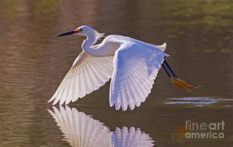 Snowy Egret Flight Photograph by Larry Nieland - Fine Art America