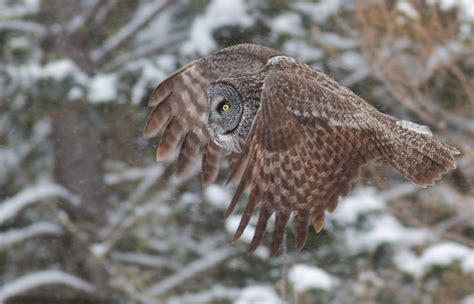 Boreal Owl: Elusive Nocturnal Predator with Unique Hunting Habits