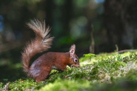 How animals disperse seeds – How It Works