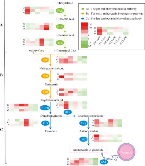 Schematic representation of the anthocyanin biosynthesis pathway. The ...