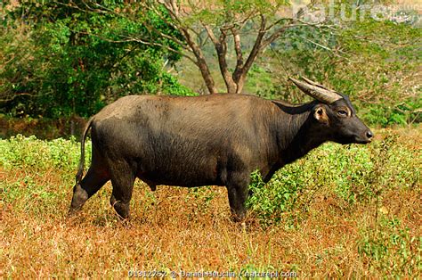 Stock photo of Tamaraw/ Mindoro Dwarf Buffalo ( Bubalus mindorensis ...