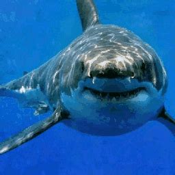 Shark Gif