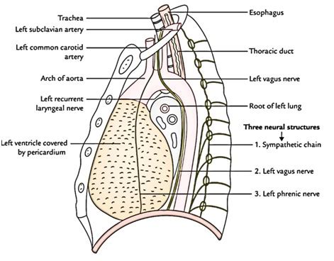 Mediastinum – Anatomy, Boundaries, Content, And Division – Earth's Lab