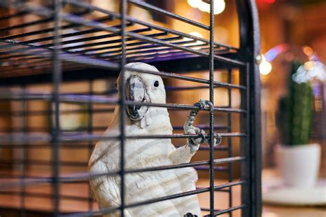 How to Choose the Right Bird Cage Size and Bar Spacing