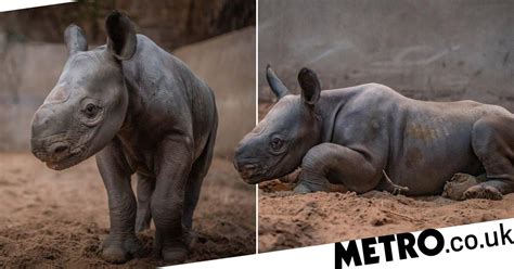 CCTV captures moment endangered baby rhino is born at Chester Zoo | Metro News