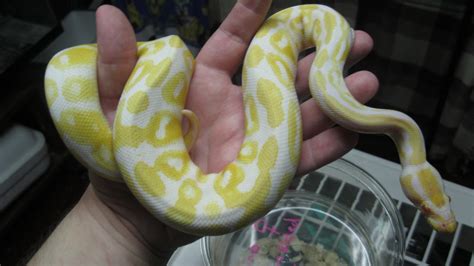 Albino Ball Python 1 by ReptileMan27 on DeviantArt