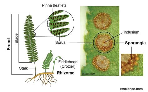 Fern Spores Under a Microscope - Rs' Science